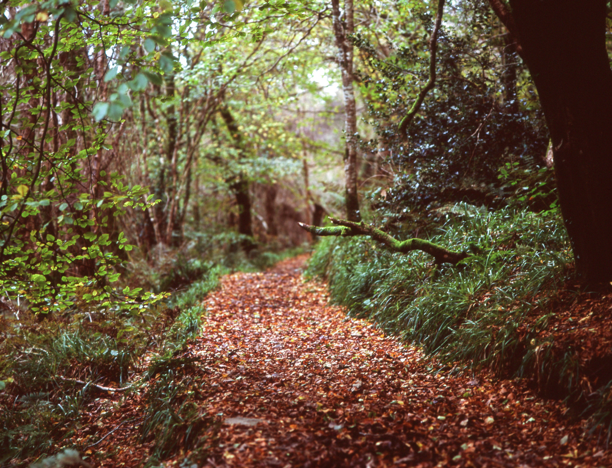 The Woods on Velvia