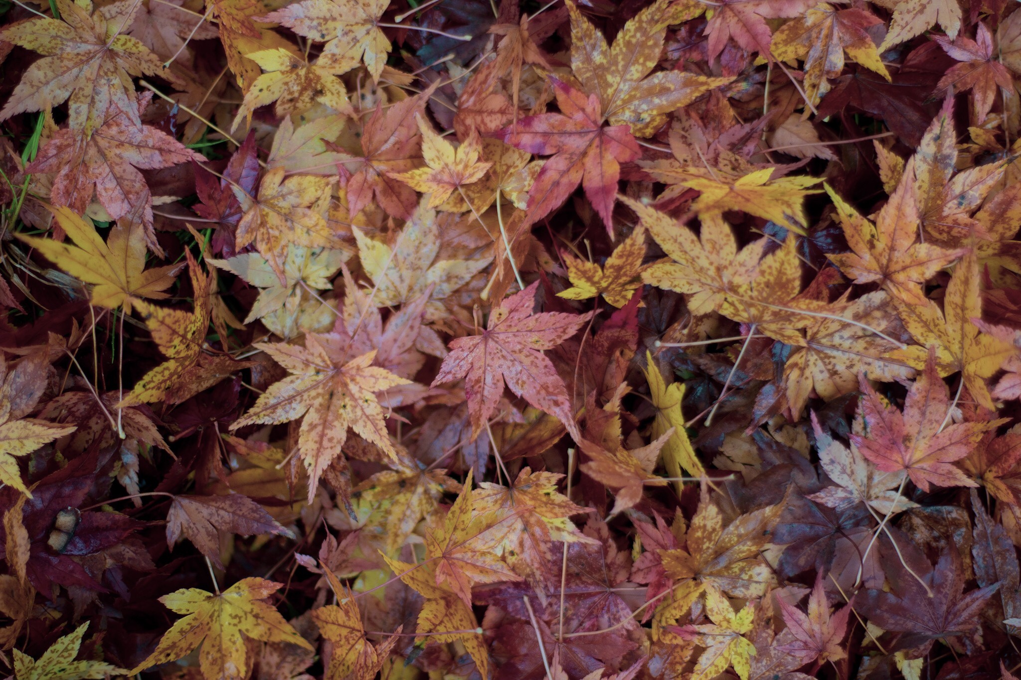 Autumn in Fota
