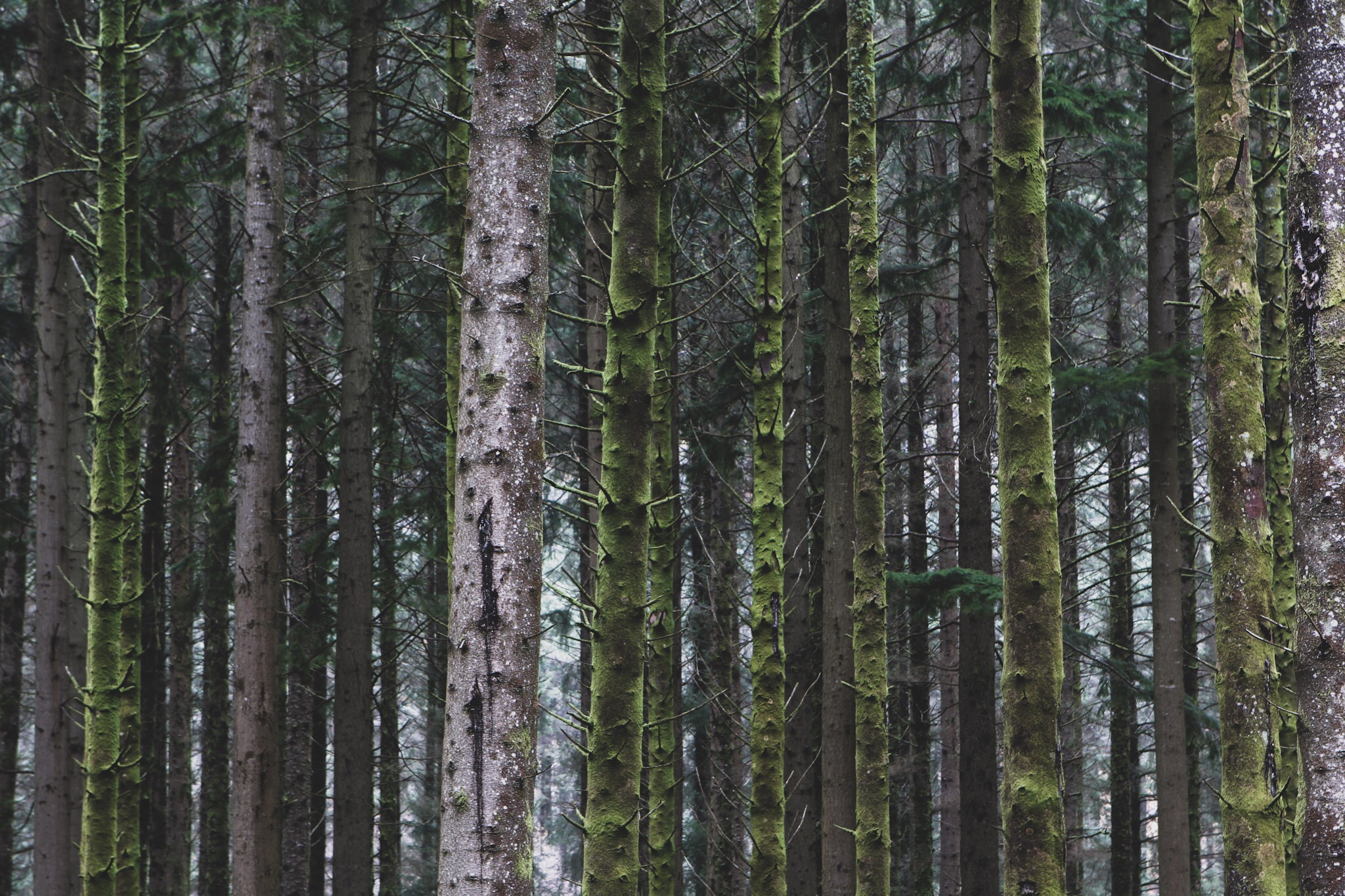 Gougane Barra Forest