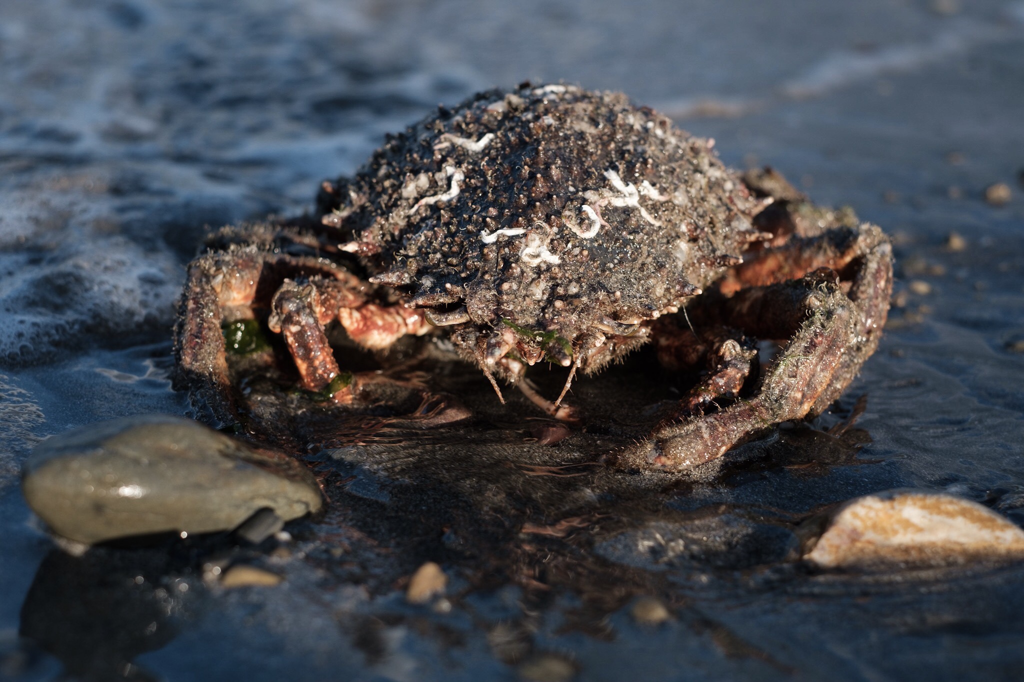 Low Tide Meander